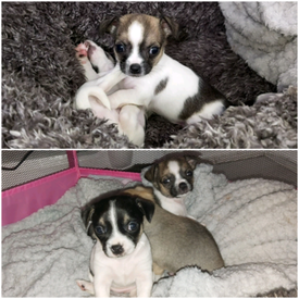 olx jack russell puppies